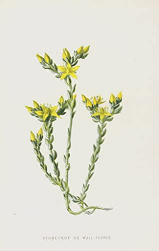 NAAYRASA Famous Vintage Art Painting Modern Poster Stonecrop or Wall Pepper by Frederick Edward Hulme Posters and Prints for Home Decor 60x90cm