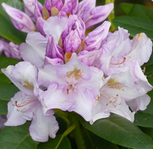 Großblumiger Rhododendron Hybride  Album Novum  violettweiß 40-50 cm winterhart Freilandaufzucht