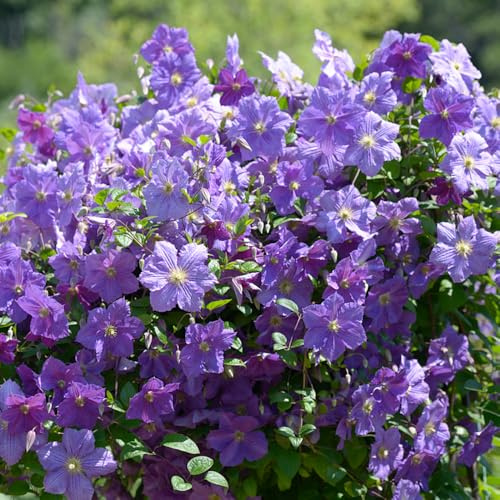 bulbos resistentes de clemátide - balcón primavera jardín perennes 1pcs