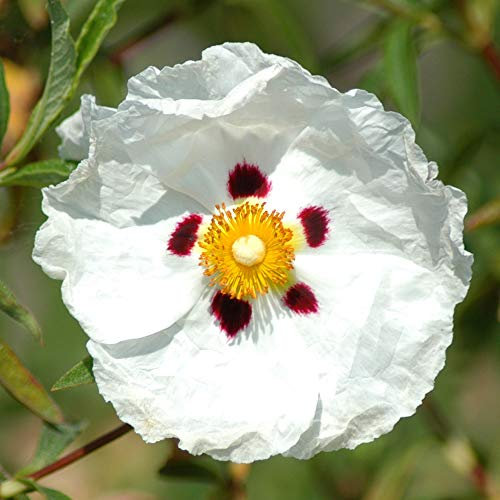 Cistus Decumbens Spreading Evergreen Flowering Outdoor Garden Groundcover Shrub (20-30cm (Incl. Pot))
