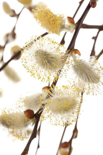 Kriechweide Salix repens Iona 40 cm Stamm winterhart | dekorative Hochstammform, langsamer Wuchs, sonniger bis halbschattiger Standort, robust, auch für kleine Gärten