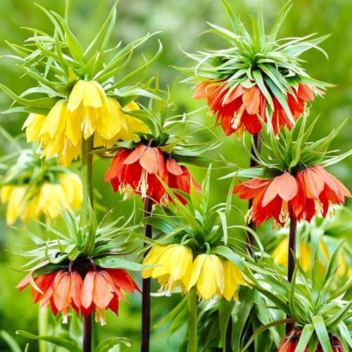 Couronnes impériales Fritillaria Imperialis mélange de bulbes (6 pièces), bulbes vivaces résistants à l'hiver, plantes de Hollande pour le jardin et le pot (pas de graines et non artificielles)