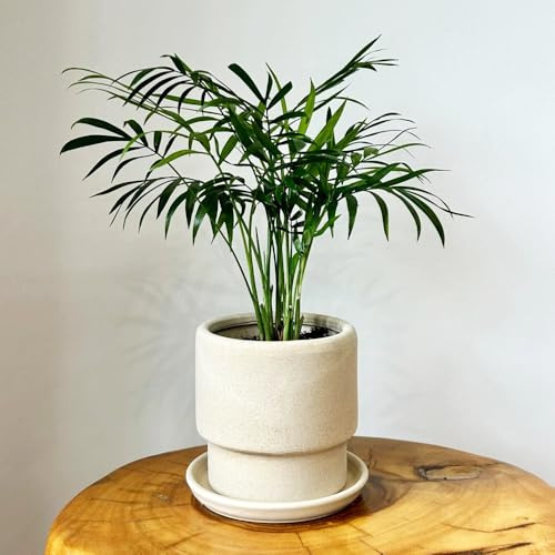 Kokospalme samen - kokospalme echte pflanze samen, bonsai samen，bäume garten winterhart blumen garten，geschenke für gartenliebhaber gartenpflanzen，bäumchen für garten garten 5pcs