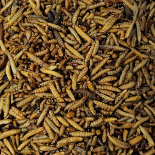 Soldatenfliegenlarven getrocknet (Hermetia illucens), für Vögel, Hühner, Igel, Reptilien, Fische (25 kg)