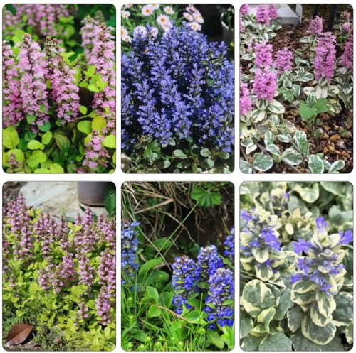 kriechender günsel winterharte kletterpflanzen schnittblumen wildblumensamen herbstaussaat herbstpflanzen winterhart blühend blumensaat stauden winterhart mehrjährig pflanzensamen 550samen