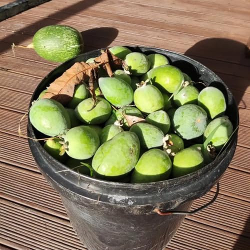 feijoa da balcone semi di feijoa balcone resistente decorazioni da giardino per esterni resistenti in vaso esterno Coltivazione di nani arredamento 100semi