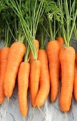 250 Semi di pellettato carota Semi Nantindo carota Semi