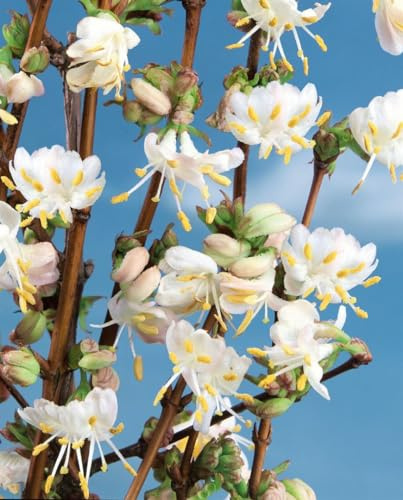 Wintergeißblatt Lonicera purpusii Winter Beauty 60-100 cm winterhart | Duftende Winterblüte, bienenfreundlich, sonnig bis halbschattig, robust, ideal für Hecke und Sichtschutz im Garten