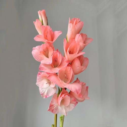 6 pcs Gladiolen Zwiebeln Winterhart Mehrjährig, Geschenke Für Gartenfreunde, Wildflower Summer (Gladiolus) Blumenzwiebel, Balkonpflanzen Deko Blumen, Topfpflanzen Echt Winterharte