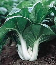 200 semi originali Canton Lattea Nani pak choi