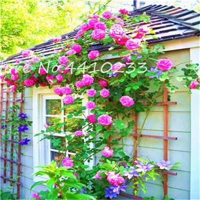 Graines de fleurs de rosier grimpant exotique pour le jardinage rose paquet de 100 graines