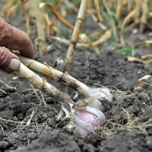 125 piezas semillas de ajo para exóticas ajo, herbarias de balcón invierno balcón resistentes semillas silvestres