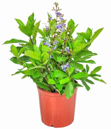 Butterfly Bush Live Plant - Claredendron Blue Butterfly - Tropical Plants of Florida - Overall Height 24 to 30 (Plant Only)