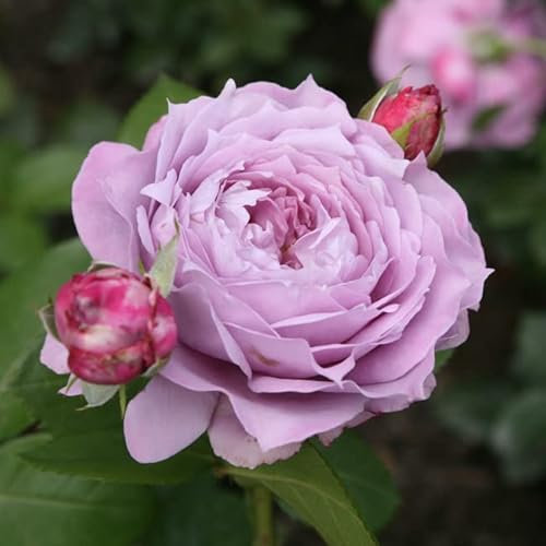 Beetrosen in vielen Sorten und Farben (Im 5 Liter Container, Novalis)