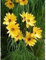 5 graines de Helianthus maximiliani GRAINES VIVACES TOURNESOL