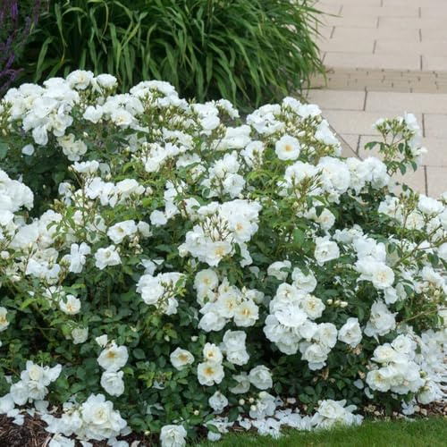 rosal semillas de silvestres de sombra rosas trepadoras trepadoras, jardín rocas jardín balcón Semillas cobertura del suelo, perennes, resistentes al 650semillas