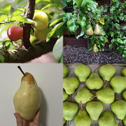 birnenbaum winterhart obstbaum exotische obstbäume garten säulenobst deko säulenobstbäume pflanztopf obstsamen gartenpflanzen bio 70samen
