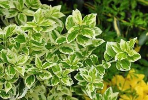 12 x Euonymus fort. Radicans - Kriech-Spindelstrauch - Topf 9 cm x 9 cm