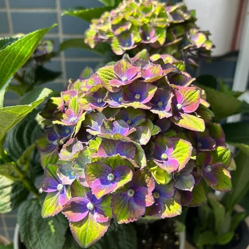 semillas de hortensia resistentes - perennes jardín 250pcs