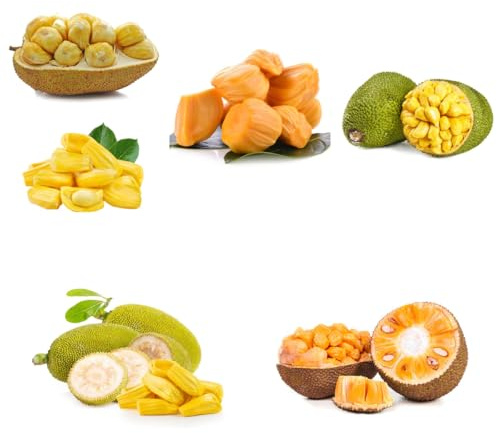 semi di jackfruit, giardino fresca da giardino roccioso da rari serre balcone esterno nani resistenti 25pcs