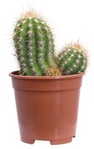eGarden.store - Pianta vera di Trichocereus Hybrid | Altezza: 25 cm - Diametro vaso: 17 cm | pianta grassa cactus ornamentale fiore rosa da coltivare all'esterno esterno o interno