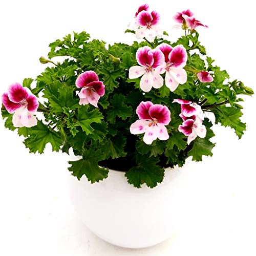 POWERS TO FLOWERS -GERANIO IMPERIALE ANGEL EYES IN VASO CERAMICA BIANCO SFERICO, PELARGONIUM, piante vere