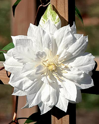 25 Double White Clematis Seeds Bloom Climbing Perennial Flowers Seed Flower Vine Climbing Perennial