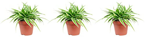 Lot de 3 broméliacées Guzmania – Hauteur env. 20 cm, pot Ø 12 cm – Chlorophytum Comosum « Ocean »