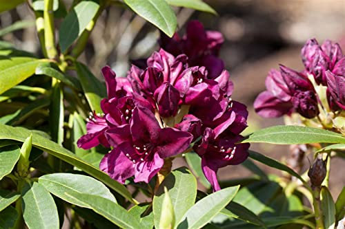 Rhododendron Hybride 'Polarnacht' 50-60 cm – Winterhart, Immergrün, Pflegeleicht – Rhododendron – Zierstrauch für Garten & Kübel