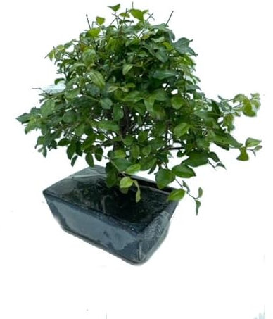 Bonsái de Serissa Phoetida Natural Árbol de Interior de Aspecto Elegante