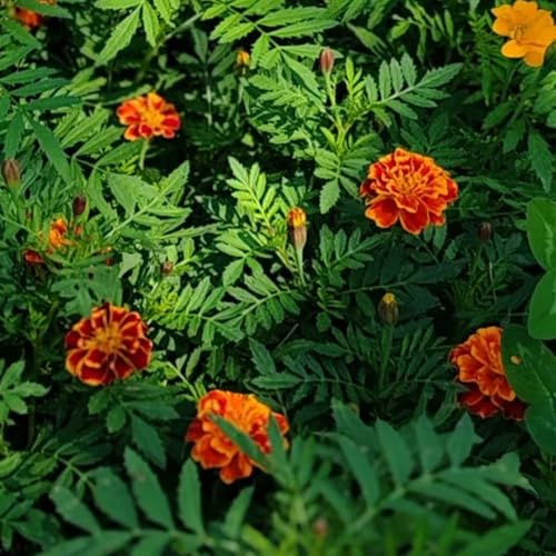 semillas de caléndula orgánicas - tagetes - silvestres, para bancales elevados de caléndula de caléndula silvestres, 500pcs
