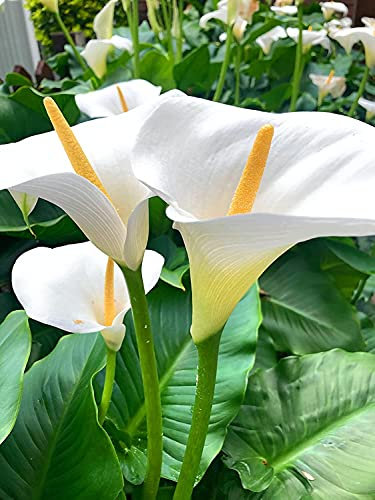 2 x White Calla Lillies (Zantedeschia aethiopica) (Corms to Plant Yourself) Free UK Postage