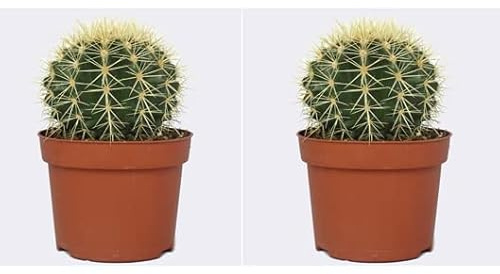 PCMOVILES 2 unidades Cactus Echinocactus Grusonii Cactus Asiento de Suegra, Bola de Oro, Barril de Oro o Cactus Erizo en maceta de 8,5cm