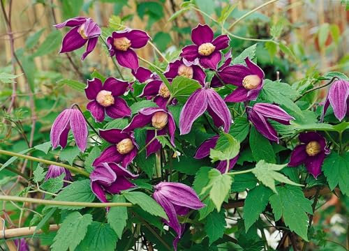 Clematis alpina 'Octopus' 100-150 cm – Winterhart, Mehrjährig, Pflegeleicht – Alpen-Waldrebe – Kletterpflanze für Pergola & Rankhilfe