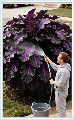 Hosta Mélange de rhizomes vivaces rustiques, Rizoma di Hosta,caucun arrosage nécessaire, Onvient pour le printemps et l'automne-2 Rizomi-H