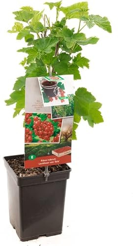 Grosella Roja Natural Una Planta Ornamental y Nutritiva para Embellecer tu Hogar