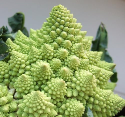Viridis Hortus - Cauliflower, Romanesco - 300 (1g) Vegetable Seeds