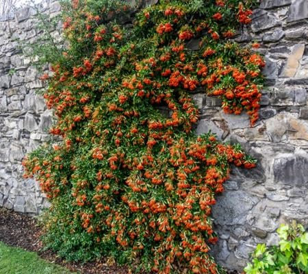 50 semi di Pyracantha