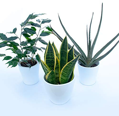 POWERS TO FLOWERS - TRIS PIANTE PURIFICA ARIA: FICUS BENJAMIN, ALOE VERA, SANSEVERIA LAURENTII IN VASI CERAMICA, 3 Piante Depura Aria, Piante VERE