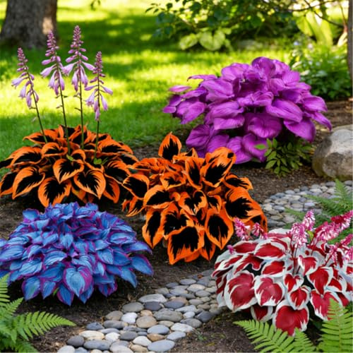 Funkien (Hosta) wurzelnackt – verschiedene Sorten – schattenverträglich – geeignet für Kübel und zur Bepflanzung von Beeträndern-4 PCS-Cresiano