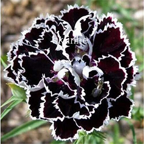 Graines De Fleurs D'Œillets Fraîches À Planter En Violet Paquet De 100 Graines