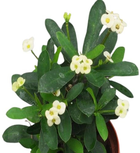 Corona de Cristo Blanca Natural - Planta de Interior con Flores Blancas