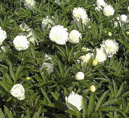 Edelpfingstrose Charlies White - Paeonia lactiflora - lebende Gartenpflanze aus den Baumschulen