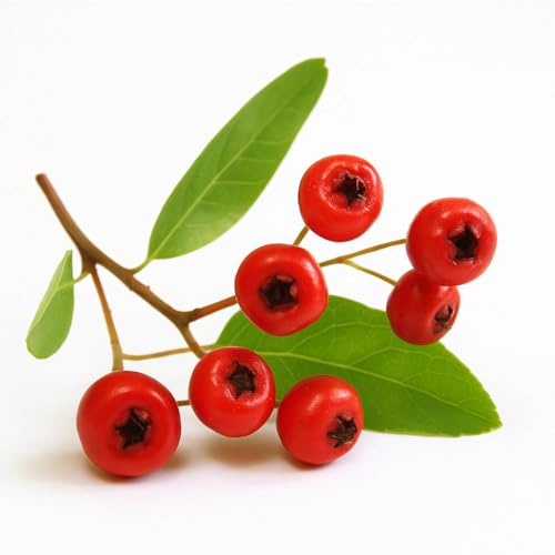 30 Graines de Buisson Ardent (Pyracantha coccinea) - SemiSauvage Permaculture - graines reproductibles