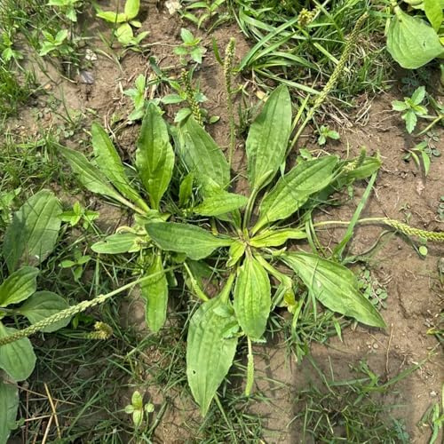 semi di piantaggine - appartamento balcone perenni resistenti 250pcs