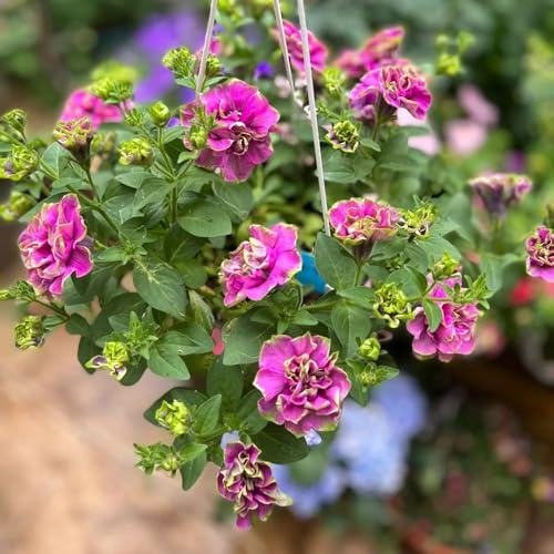semi di petunia, giardino roccioso decorazioni per esterni in vaso varietà antiche biologiche interna balcone 600pcs