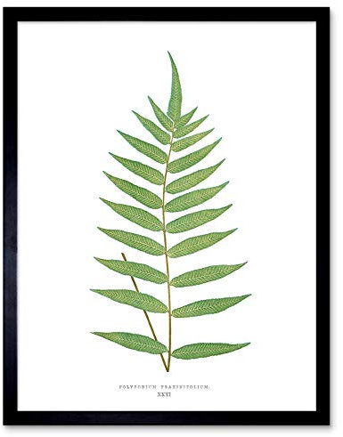 Wee Blue Coo Fern Polypodium Fraxinifolium Art Print Framed Poster Wall Decor 12X16 Inch