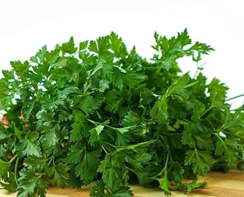 Semillas de Perejil Liso Naturales para Sembrar en Casa