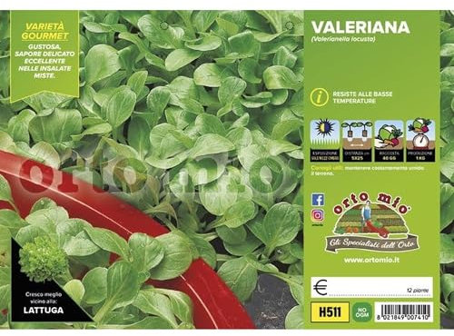 Pianta vera di Valeriana verde Trophy F1 - Diametro Vaso Plateaux da 9