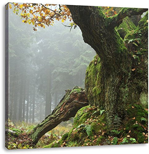Pixxprint Dicker Baum im Wald im Moos, Größe: 40x40, Leinwandbild Quadratisch, Wandbild, Kunstdruck, fertig bespannt